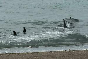 orca patagonia , argentina foto