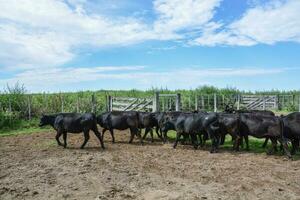 mucche nel il mucca penna , argentino carne produzione foto