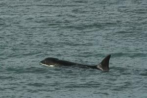 orca patagonia , argentina foto