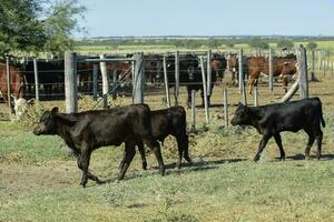 mucche nel il mucca penna , argentino carne produzione foto