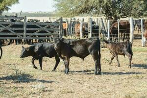 mucche nel il mucca penna , argentino carne produzione foto