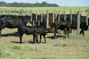 manzi e giovenche sollevato con naturale erba, argentino carne produzione foto