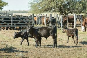 mucche nel il mucca penna , argentino carne produzione foto