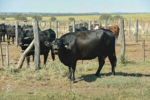 mucche nel il mucca penna , argentino carne produzione foto