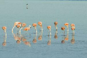 gregge di fenicotteri nel un' salato laguna, patagonia, argentina foto