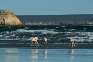 fenicotteri nel paesaggio marino, patagonia, argentina foto