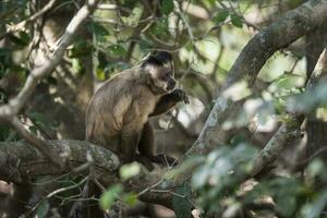 Marrone a strisce trapuntata cappuccino scimmia,pantanal,brasile foto