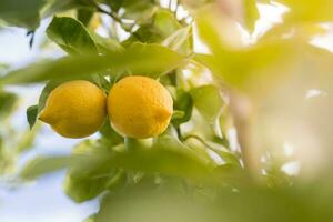 limoni a partire dal frutteto nel il Limone albero, patagonia foto