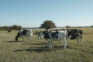 latteria mucche nel argentino campagna, patagonia foto
