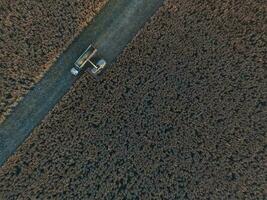 raccogliere nel il argentino campagna, pampa, argentina foto