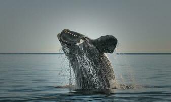 meridionale giusto balena, salto comportamento, puerto madryn, patagonia, argentina foto