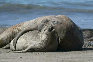 elefante foca coppia accoppiamento, penisola Valdes, patagonia, argentina foto