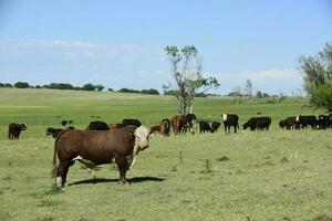 Toro sollevato con naturale erba, argentino carne produzione foto