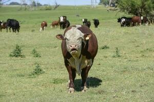 Toro sollevato con naturale erba, argentino carne produzione foto