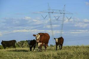 bestiame nel argentino campagna, la pampa Provincia, argentina. foto