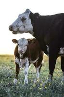 bestiame e vitello succhiare, argentino campagna, la pampa Provincia, argentina. foto