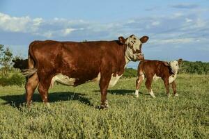 bestiame e vitello , pampa campagna, la pampa Provincia, argentina. foto
