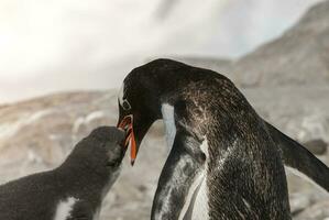 gentoo pinguino con pulcino, neko porto, Antartide foto