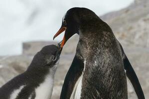 gentoo pinguino con pulcino, neko porto, Antartide foto