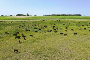 mucche sagome pascolo, la pampa, patagonia, argentina. foto