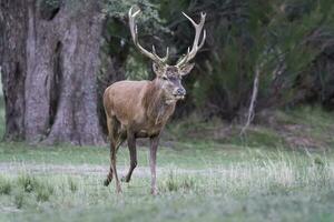 maschio rosso cervo ruggente nel calden foresta, la pampa, argentina. foto