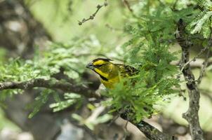 giallo cardinale, governatrice cristata, in via di estinzione specie nel la pampa, argentina foto