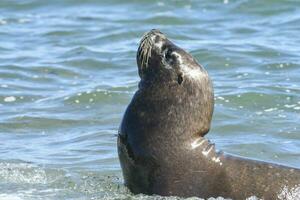 femmina mare Leone, penisola Valdes, patagonia, argentina foto