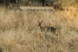 maschio steenbok,raphicerus campestre, Sud Africa foto