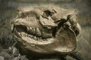 fossile cranio di estinto nesodonte, patagonia, argentina. foto