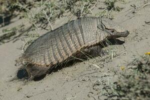 peloso armadillo, nel deserto ambiente, penisola Valdes, patagonia, argentina foto