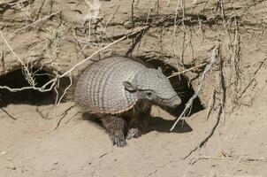 peloso armadillo, nel deserto ambiente, penisola Valdes, patagonia, argentina foto