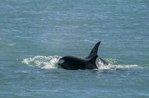 uccisore balena a caccia mare leoni, penisola Valdes, patagonia argentina foto