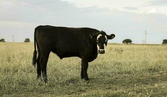 bestiame nel argentino campagna, la pampa Provincia, argentina. foto