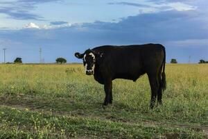 bestiame nel argentino campagna, la pampa Provincia, argentina. foto