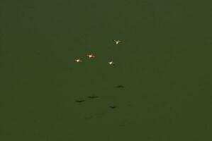 fenicotteri gregge nel un' salato laguna, la pampa provincia, patagonia, argentina. foto