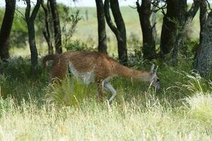 guanaco, lama guanico, luro parco, la pampa Provincia, la pampa, argentina. foto