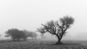 solitario albero nel di spessore nebbia a alba, nel pampa paesaggio, la pampa Provincia, patagonia, argentina. foto