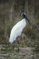 jabiru nel zone umide ambiente, jabiru mycteria ,pantanale, mamato grosso brasile. foto