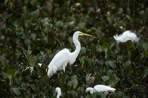 grande bianca Airone nel zone umide ambiente, pantanal , mamato grosso, brasile. foto