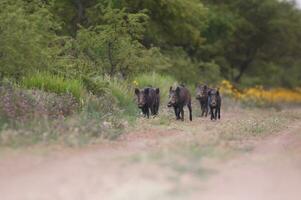 selvaggio cinghiale mandria nel un' acqua buco, chaco foresta, la pampa Provincia, patagonia, argentina. foto