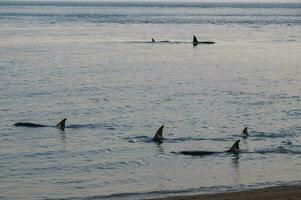 uccisore balena famiglia a caccia mare leoni su il paragone costa, patagonia, argentina foto