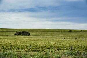 argentino, pampa campagna paesaggio, la pampa Provincia, patagonia, argentina. foto