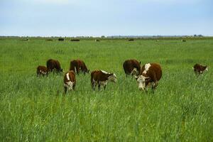 bestiame raccolta con naturale pascoli nel pampa campagna, la pampa provincia, patagonia, argentina. foto