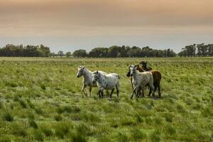 mandria di cavalli nel il campagna, la pampa Provincia, patagonia, argentina. foto