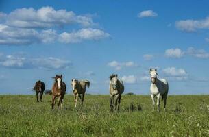 mandria di cavalli nel il campagna, la pampa Provincia, patagonia, argentina. foto