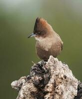 Marrone cacolote , la pampa Provincia, patagonia , argentina. foto