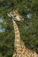 giraffa, kruger nazionale parco, Sud Africa foto