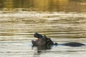 ippopotamo amphibius nel pozza d'acqua, kruger nazionale parco, sud Africa foto