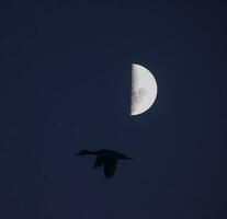 uccelli e Luna paesaggio foto