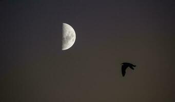 uccelli e Luna paesaggio foto